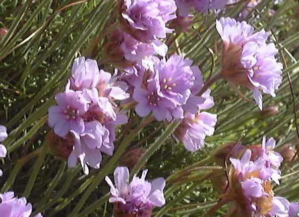 Armeria maritima